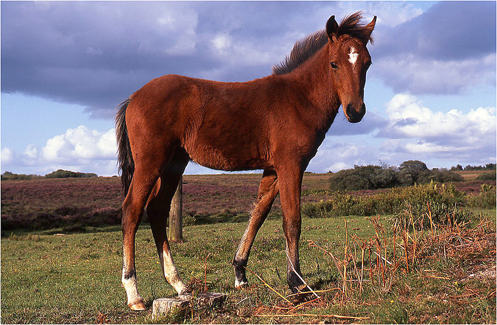 Summer New Forest Pony Foal